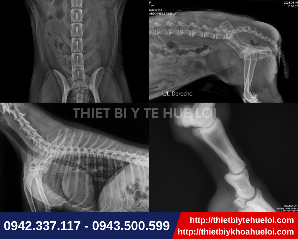 Hình ảnh máy sắc nét từ máy X quang thú y cố định