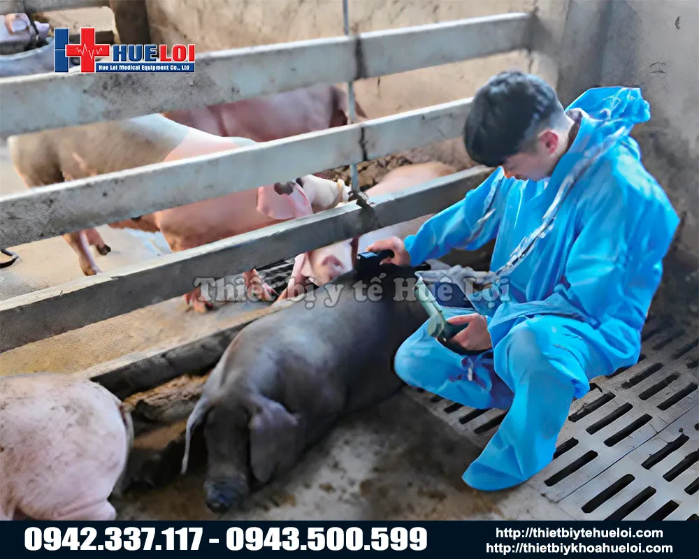 Máy siêu âm thai cho lợn nái