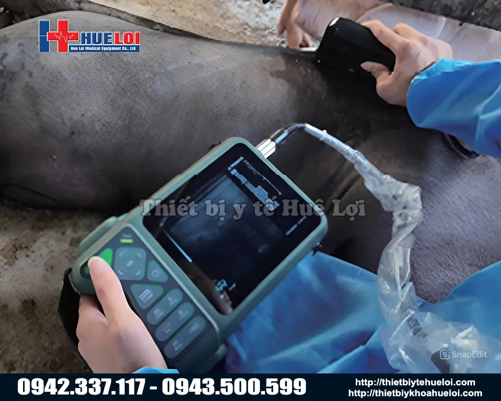 Thiết bị siêu âm chẩn đoán cho lợn chuyên dụng